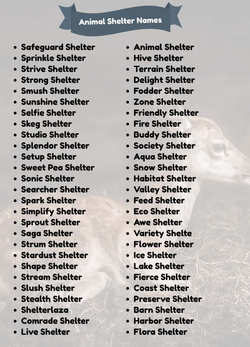 500+ Animal Shelter Names Ideas That Are Amazing to See! – NamesBee