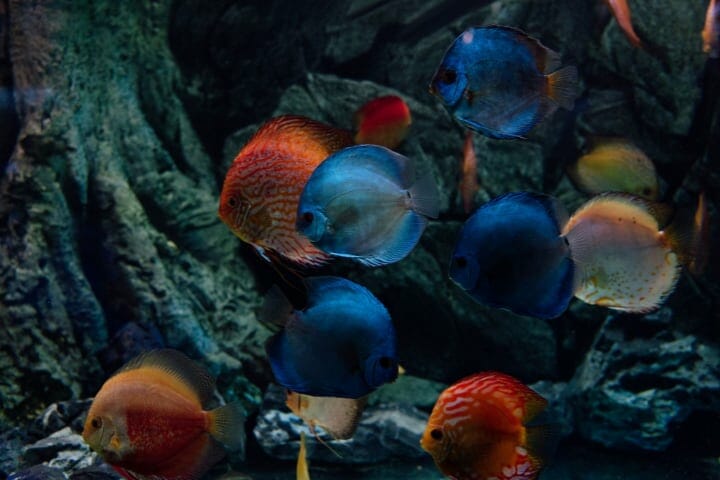 aquarium names ideas