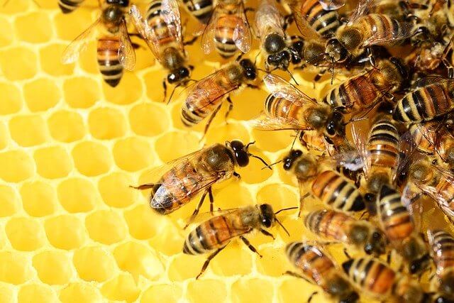 Bee Business Names: image contain bee and honey