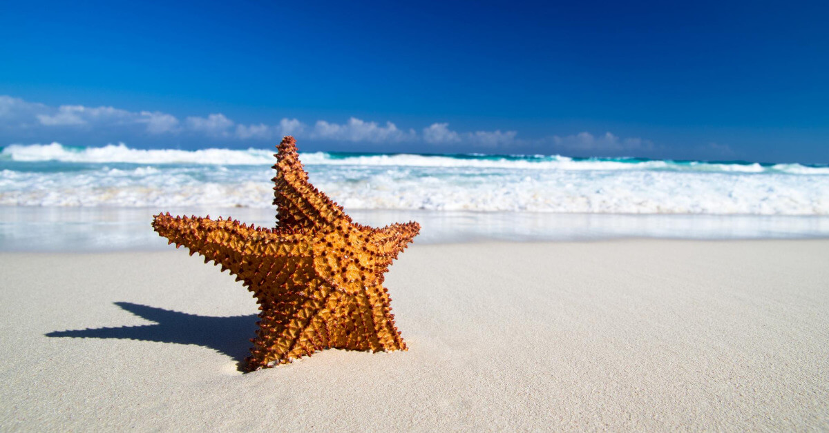starfish nicknames ideas